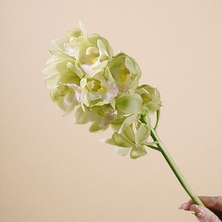 シンビジウム「ピノキオ」日持ち抜群です🌿