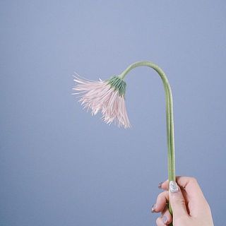 ガーベラは首が曲がりやすいです。品質に問題はございません。