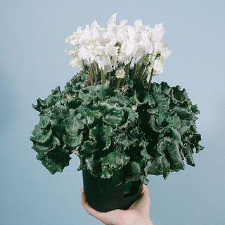 花の咲き具合やグリーンの割合には個体差がございます。