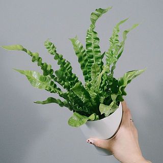鉢の色はホワイトとブラックのどちらかをお届けします。