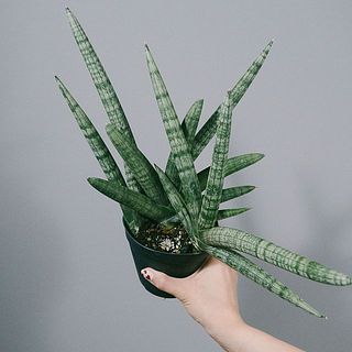 形や大きさには個体差があります。