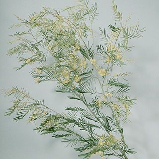 アカシアのフレッシュスワッグ（ロングサイズ）