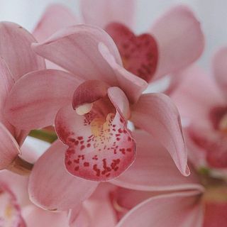 見れば見るほど不思議な形と模様。一つ一つ表情が異なるのでじっくり観察してみて。