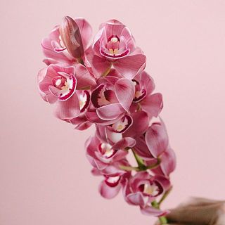 「キュートマム」濃いめのピンクでボリュームのある品種です。