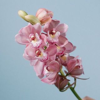 「なかよし」森の精シリーズの石田さんオリジナル品種。小ぶりでかわいらしい。