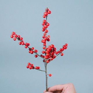 ウィンターベリー