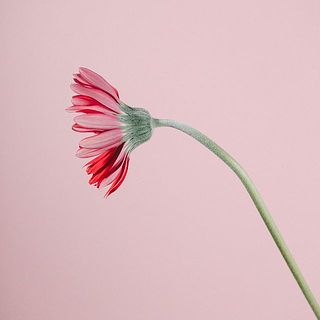ガーベラは茎が曲がりやすいです。
