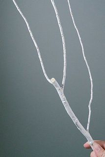 切り分けてるのでこのような状態の個体もあります。