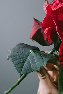 カットすると白い液が出てきます。お手を触れると稀にかぶれることがありますのでご注意ください。