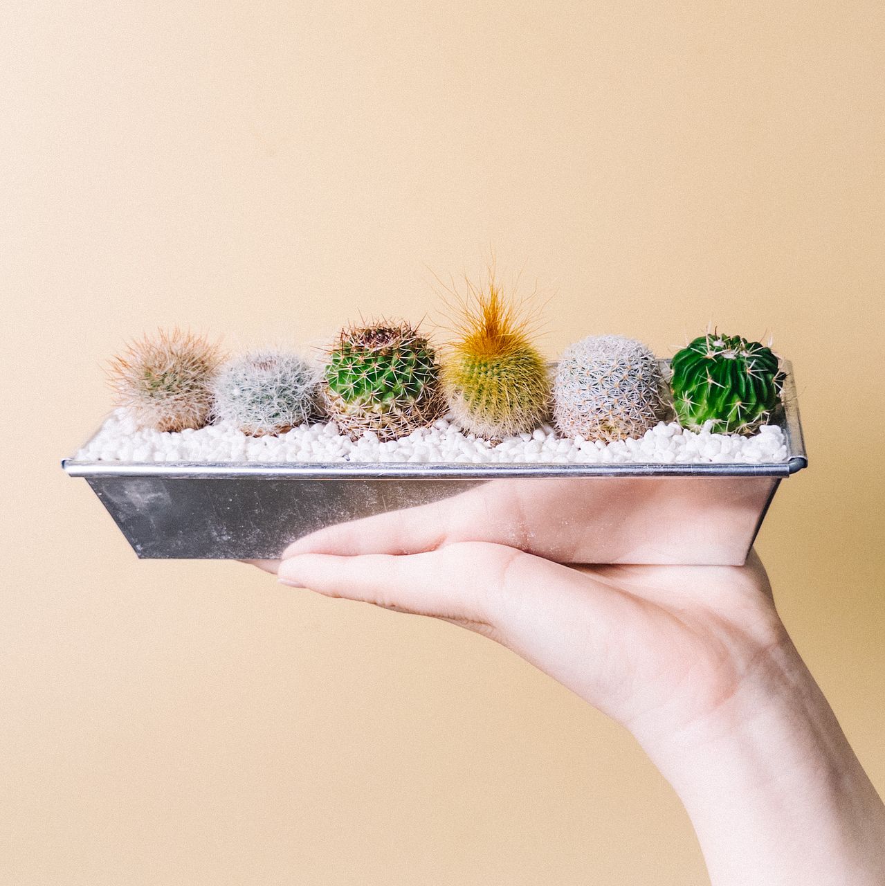 アルミポットつきサボテン