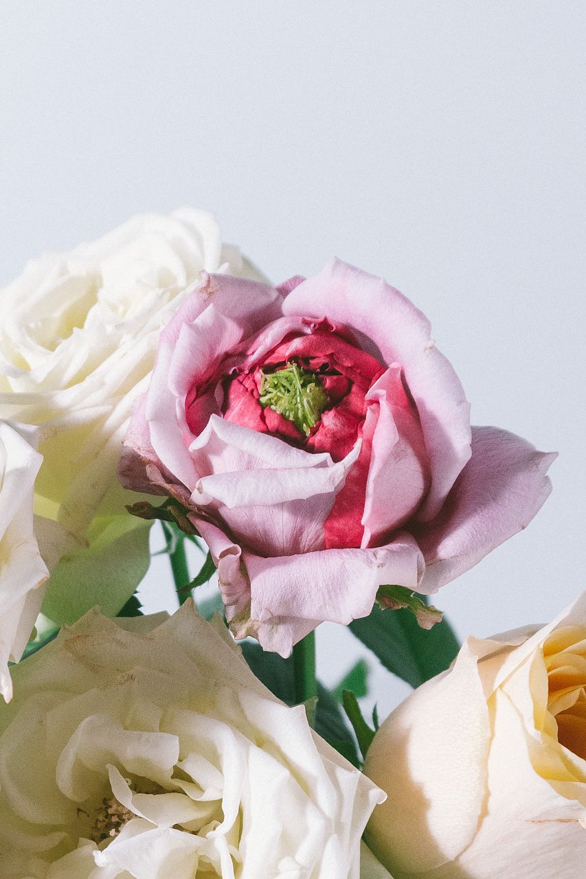 限定販売】新品種ローズのスパイラルブーケ