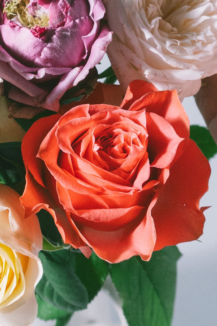 限定販売】新品種ローズのスパイラルブーケ