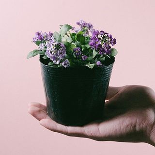 色や花付きには個体差があります。