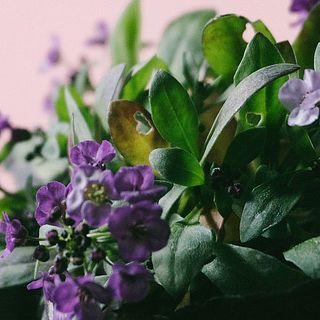 アリッサムの葉は変色していることがあります。気になる場合は優しく取り除いてください