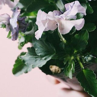 ハンジーの葉が一部黄色になっていることがあります。気になる場合は優しく取り除いてください。