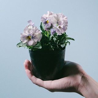 色や花付きには個体差があります。