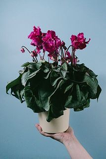 見上げたくなるシクラメン「フローエル」（1鉢）