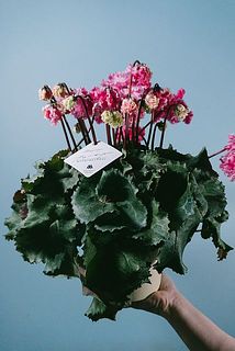 見上げたくなるフローエルのピンクのシクラメン 満開(๑˃̵ᴗ˂̵) 見上げ