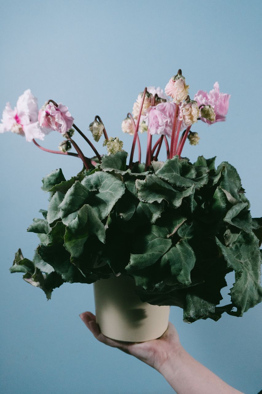 見上げたくなるシクラメン「フローエル」（1鉢）