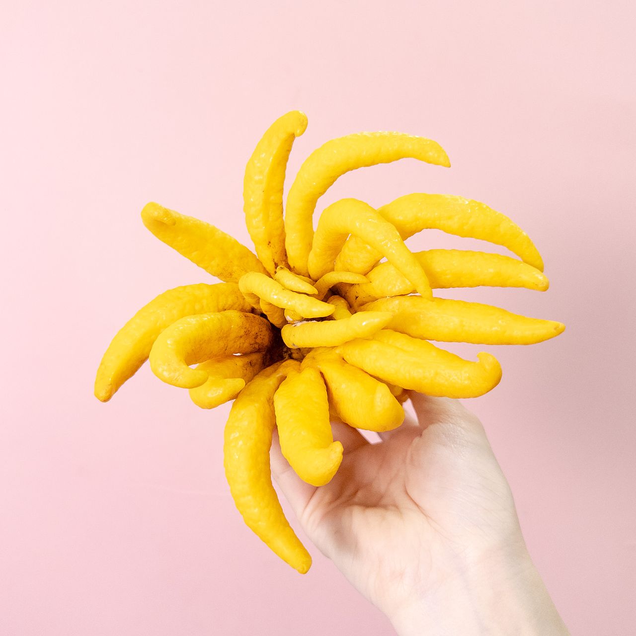 お正月の縁起物「仏手柑（ぶっしゅかん）」