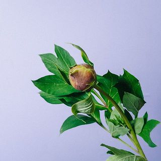 芍薬はつぼみの状態でお届けします。開花をお楽しみに！