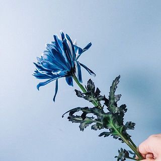 染め具合には個体差がございます。