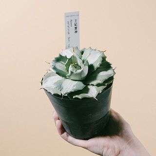 大きさや色には個体差があります。