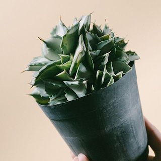 子株がついていることも。かわいいです！