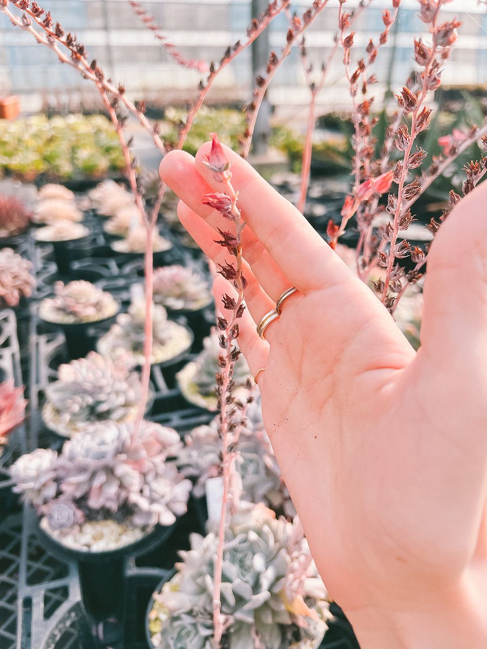花付きエケベリア「スワンレイク」