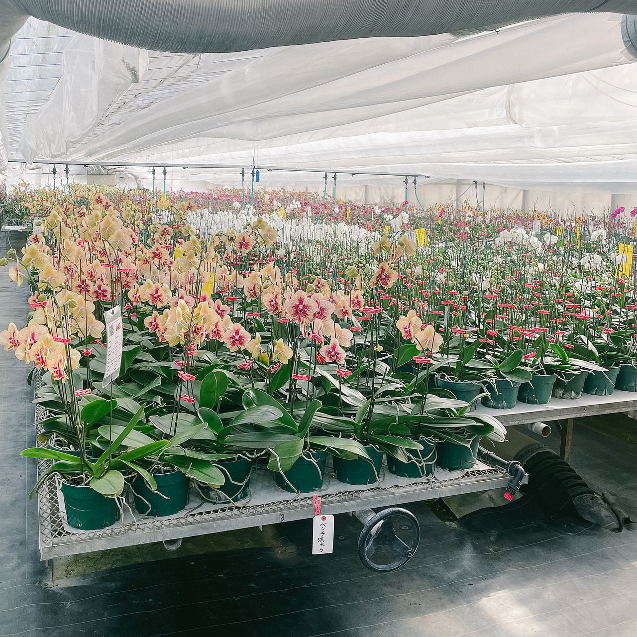 日野洋蘭園のこももとリトルゴールド（2本）