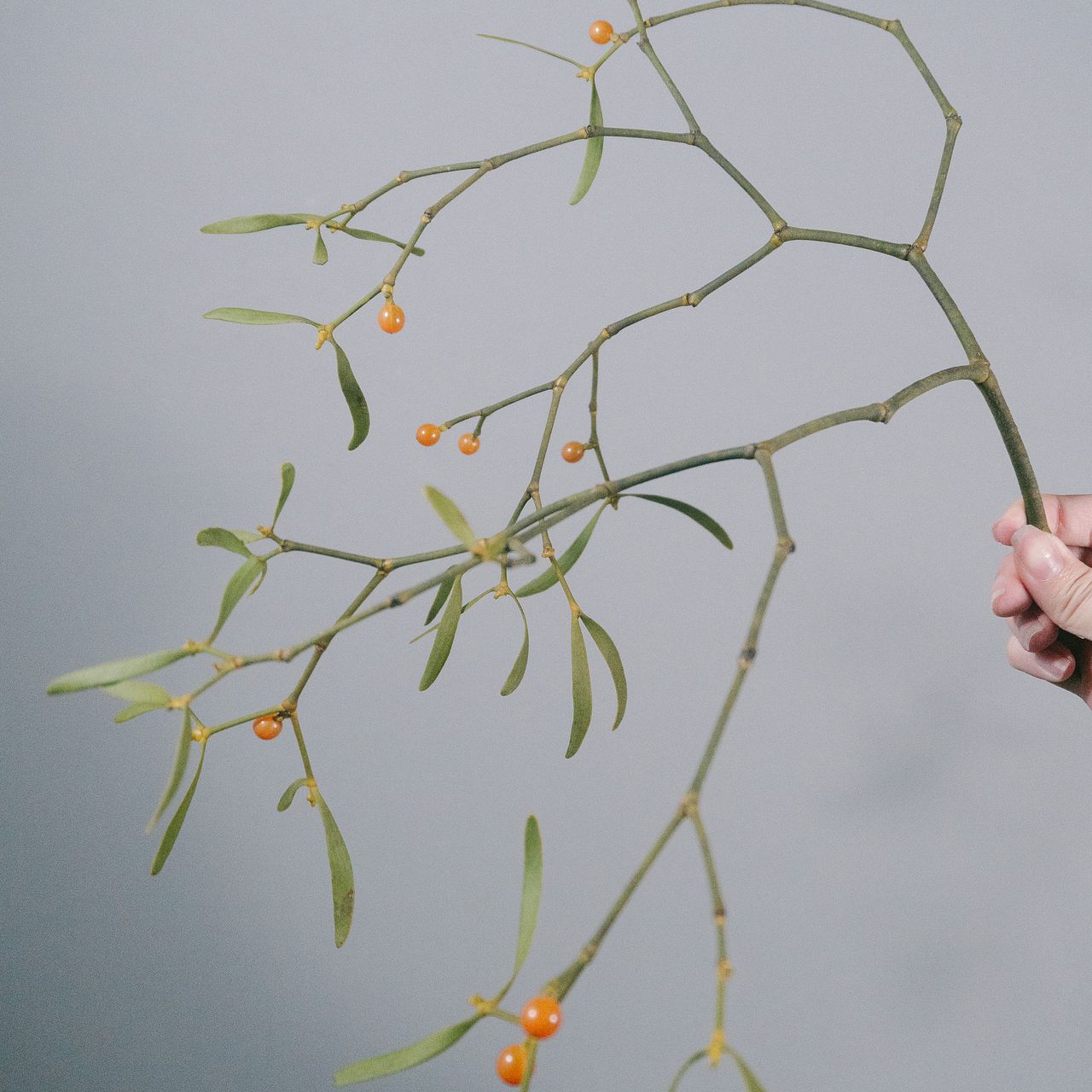 希少！幸運のヤドリギ