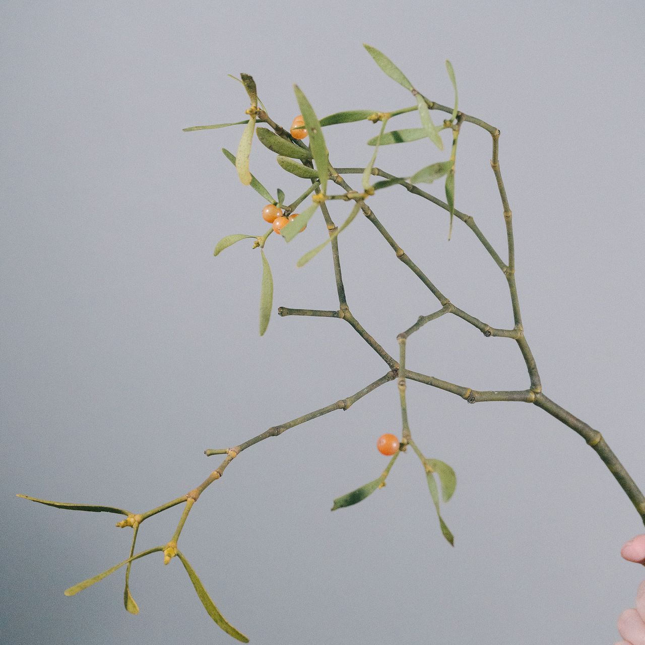 A4レア希少縁起物　2色付き　親木ヤドリギ　★実がたくさん　超綺麗な実‼️ d29babf29b9a602d8662e2373c2629