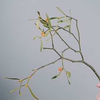 11希少　縁起物　親木ヤドリギ　 実が沢山 11希少 縁起物 親木ヤドリギ 実が沢山