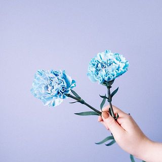 ※染めのカーネーションは色味に個体差があります。