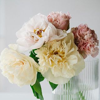 産直】センティアのミックス芍薬