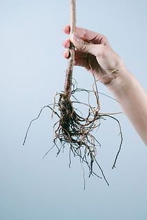 立派な根っこがついています。