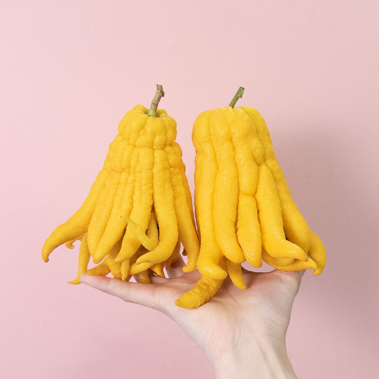 お正月の縁起物「仏手柑（ぶっしゅかん）」