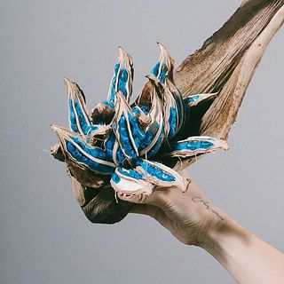 形、実付きには個体差があります。