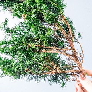 日の当たらない中心部が枯れている場合があります。ご了承ください。