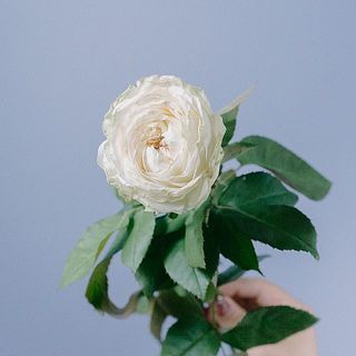 色の出方には個体差があります。