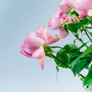 外側が茶色がかっているのは元々の色味です。