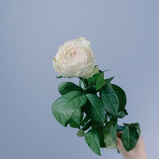 外側の花弁に変色が見られることがございます。外して飾ってください。