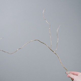 雲龍柳の枝ぶりには個体差があります。