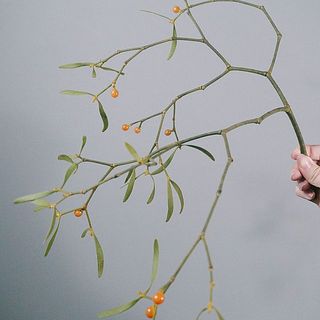 ヤドリギのしなりも楽しんで。