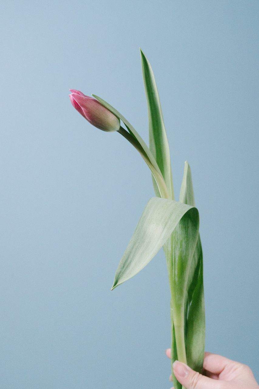 ピンクチューリップ