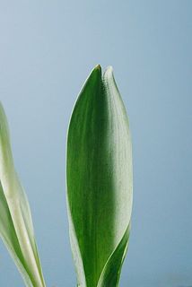 葉は柔らかいので少し裂けている可能性も