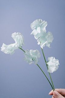 染めのタイプのスイートピーは茎から少し染料が滲む可能性も。ご注意ください。