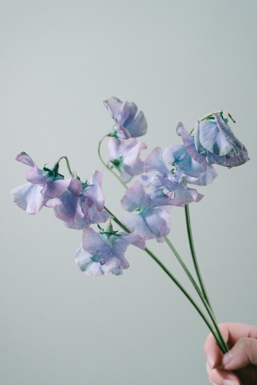 アンティークブルースイートピー