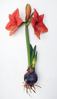 開花イメージ。花の色はおまかせとなります。お楽しみに！