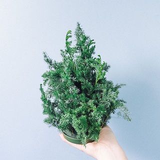 ヒバは好きな長さにカットしてオアシスに生けてみて。３cmほどの短めサイズがおすすめ。